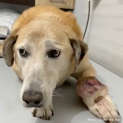 Funded: Help Ukraine Dog Struggling to Walk with Painful Tumor