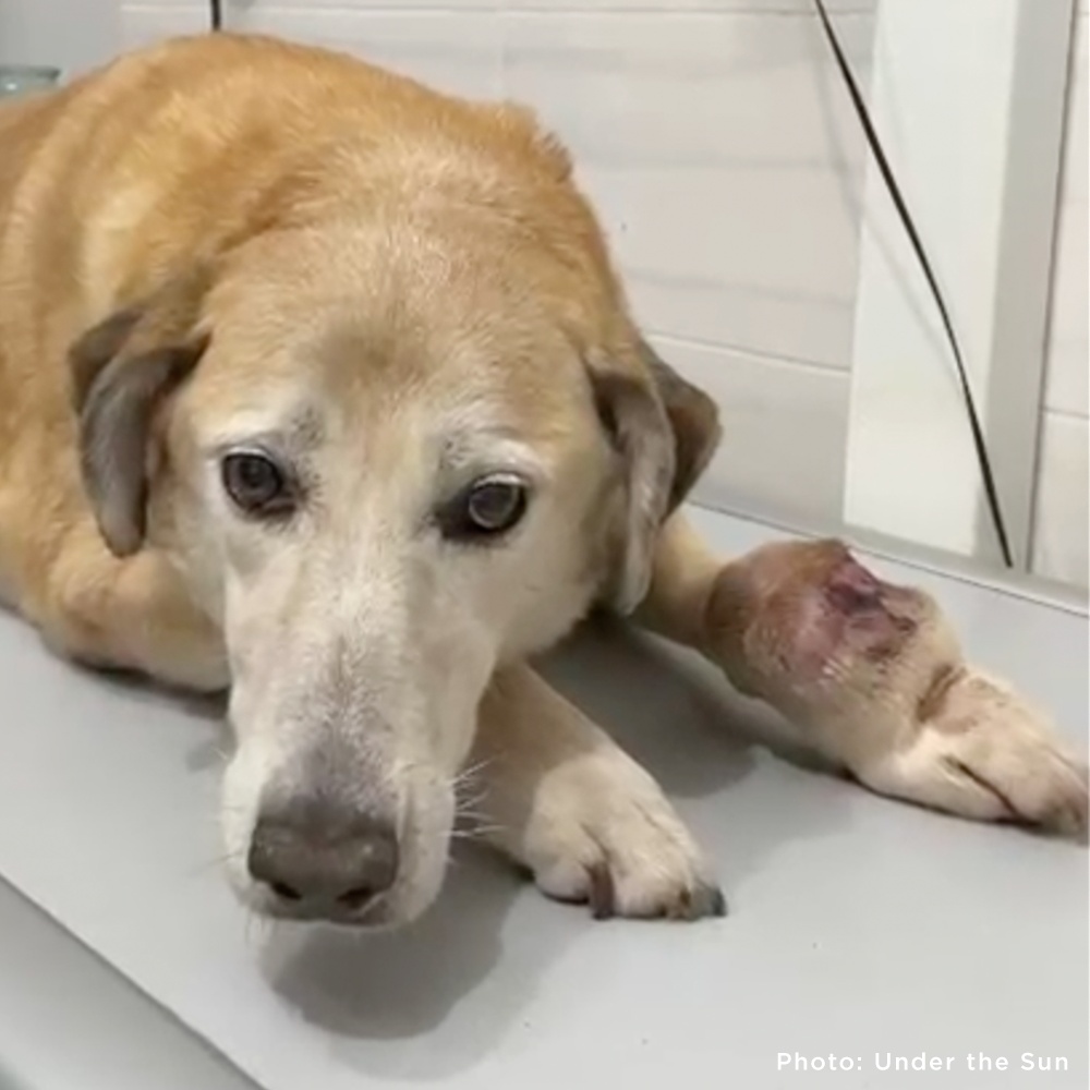 Funded: Help Ukraine Dog Struggling to Walk with Painful Tumor