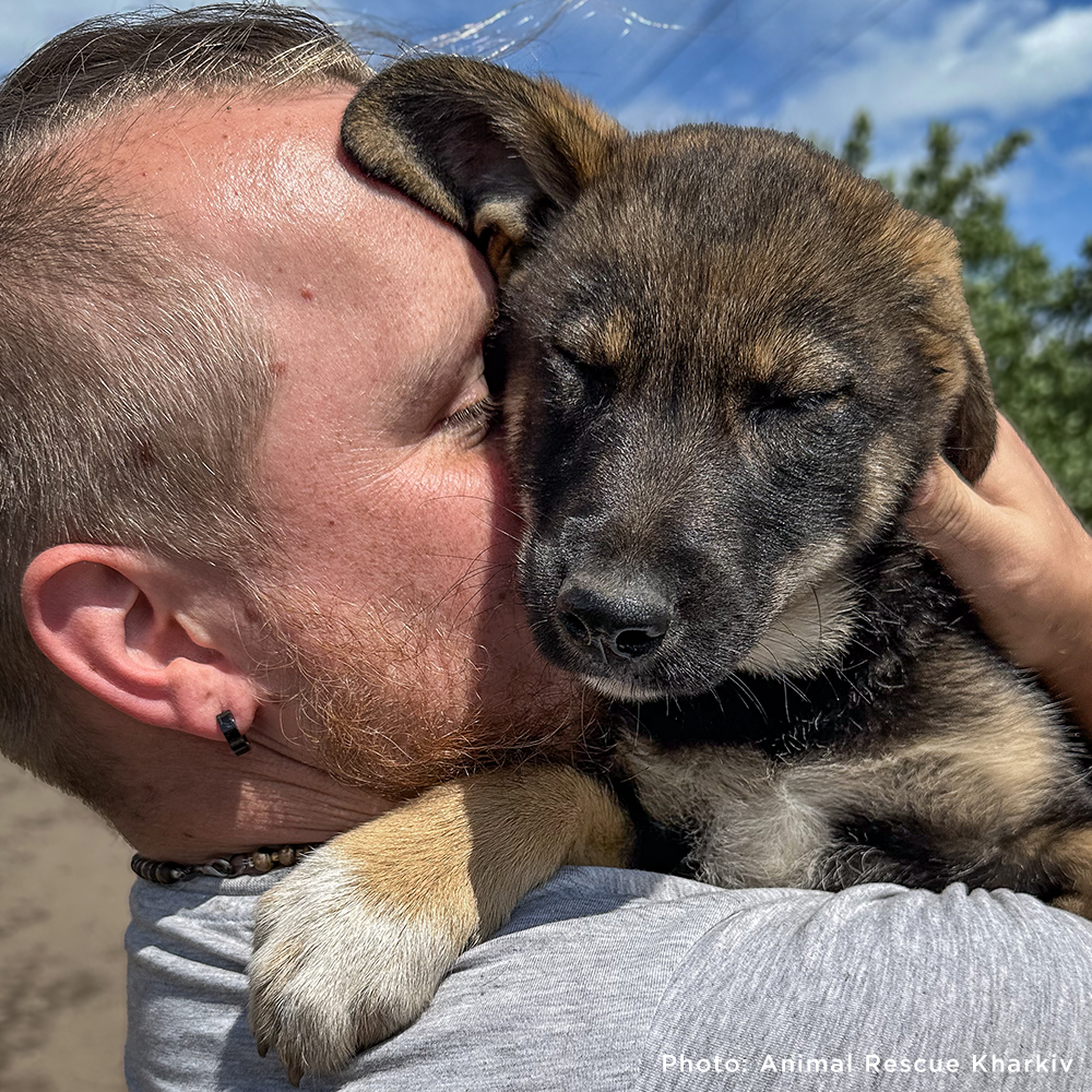 Crisis in Ukraine: Help Evacuate Pets From the Frontlines