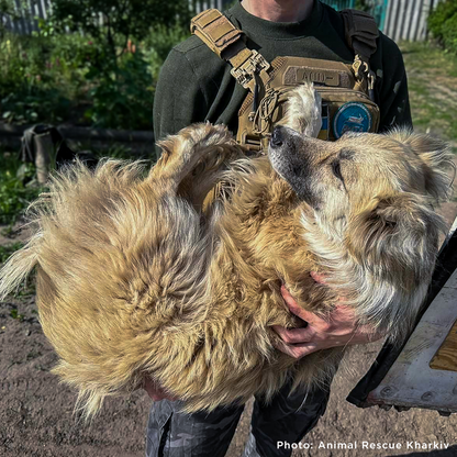 Crisis in Ukraine: Help Evacuate Pets From the Frontlines