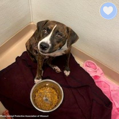 Feed Shelter Animals