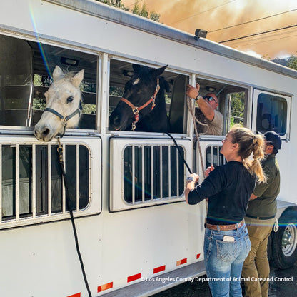 Injured & Displaced Horses Fleeing Raging Wildfires Need Your Help