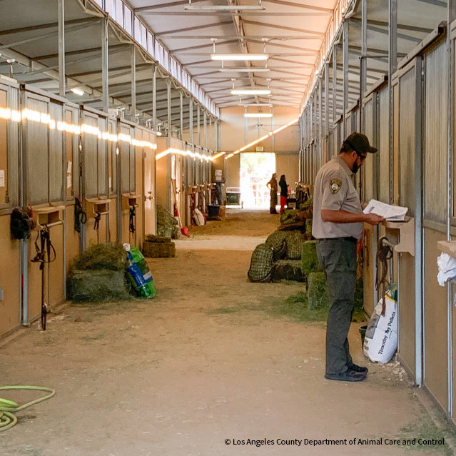 Injured & Displaced Horses Fleeing Raging Wildfires Need Your Help