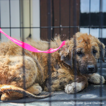 Help Care for Dogs & Cats at Greek Refugee Camps