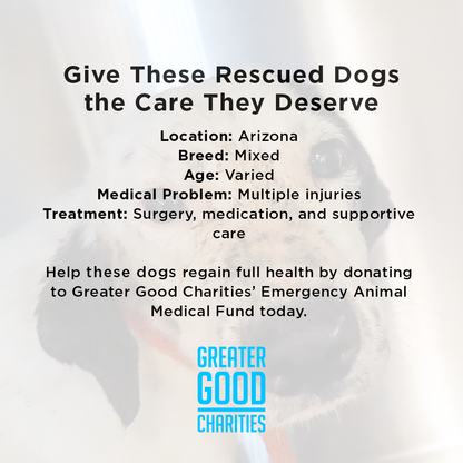 Help Injured & Malnourished Dogs Rescued from Hoarding Case Heal