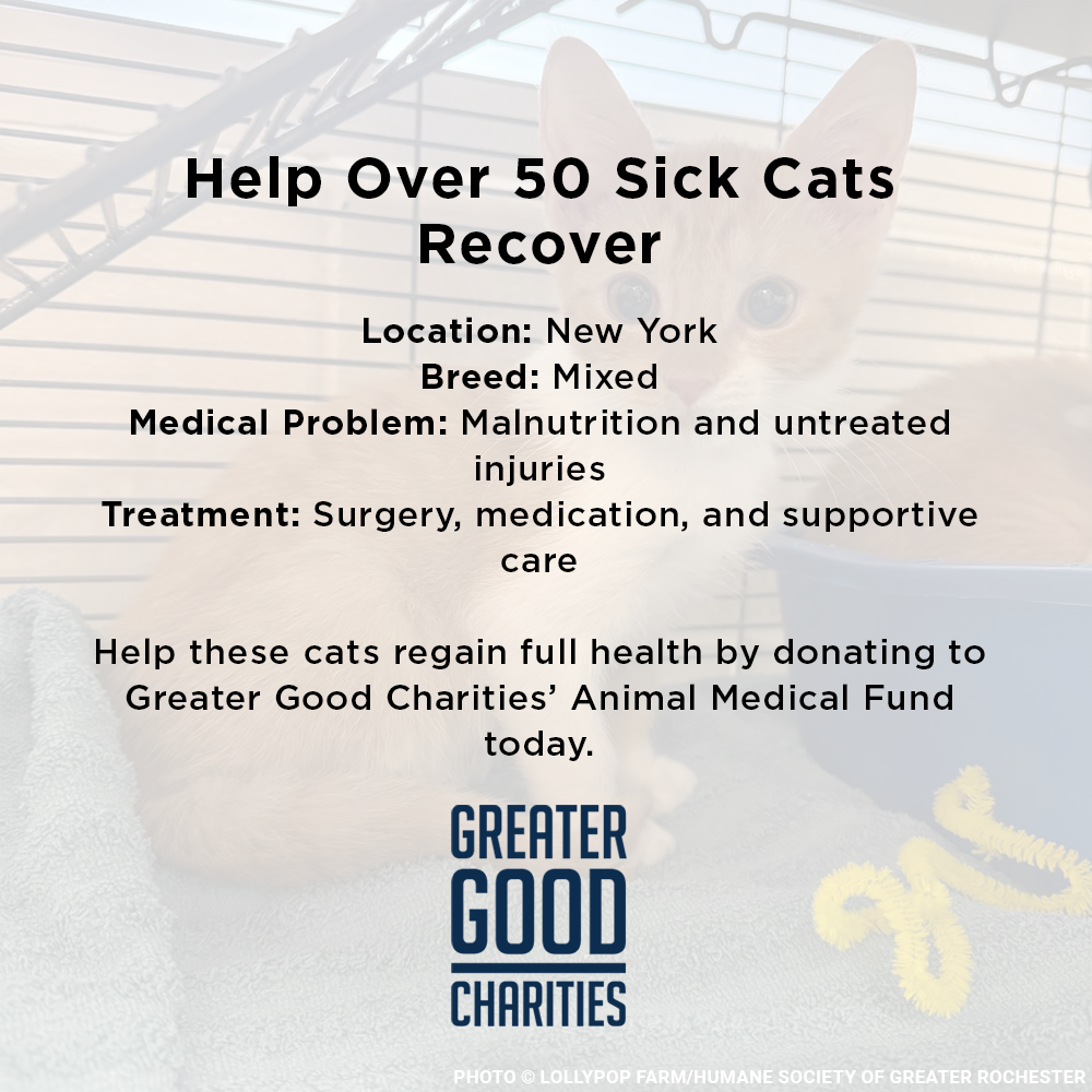 Funded: Help Over 50 Sick Cats Rescued from Deplorable Conditions Recover