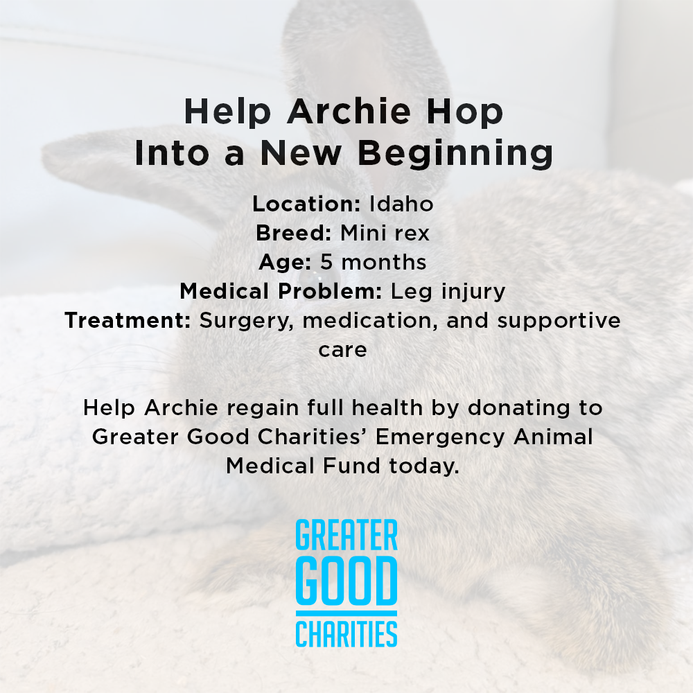 Funded: Help Baby Bunny with Injured Leg Get Care He Needs to Hop Again