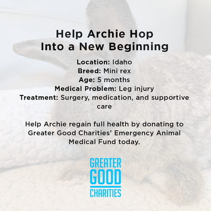 Funded: Help Baby Bunny with Injured Leg Get Care He Needs to Hop Again