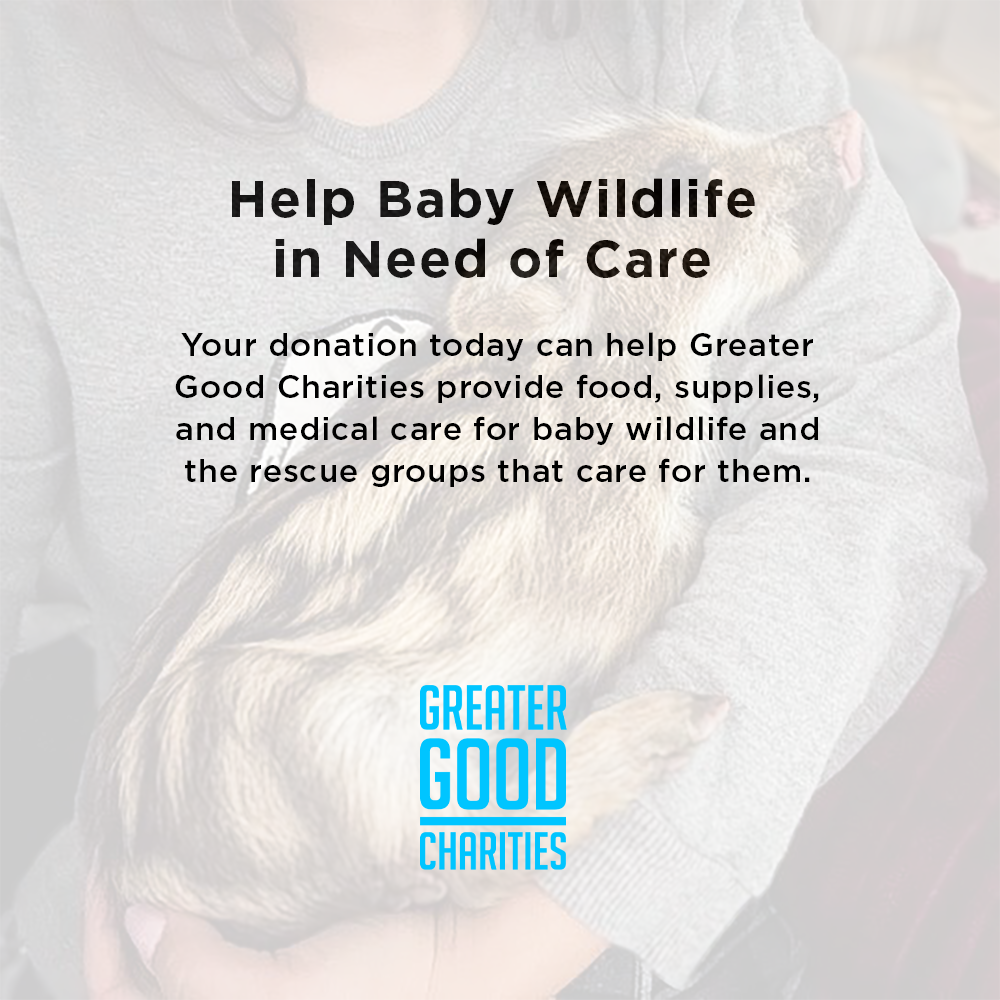 Help Provide Lifesaving Care to Orphaned and Injured Baby Wildlife
