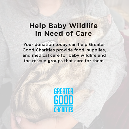 Help Provide Lifesaving Care to Orphaned and Injured Baby Wildlife