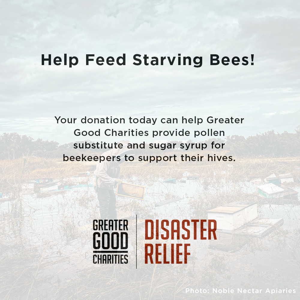 Help Feed Starving Bees