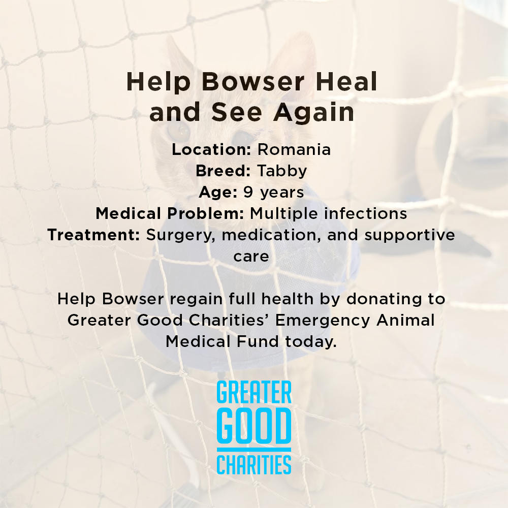 Funded: Bowser Needs Emergency Surgery to Save Inflamed Eye