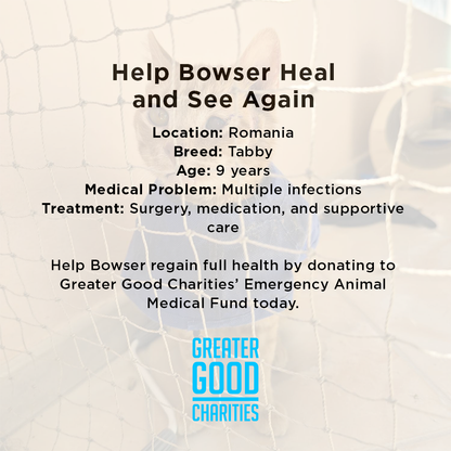 Funded: Bowser Needs Emergency Surgery to Save Inflamed Eye