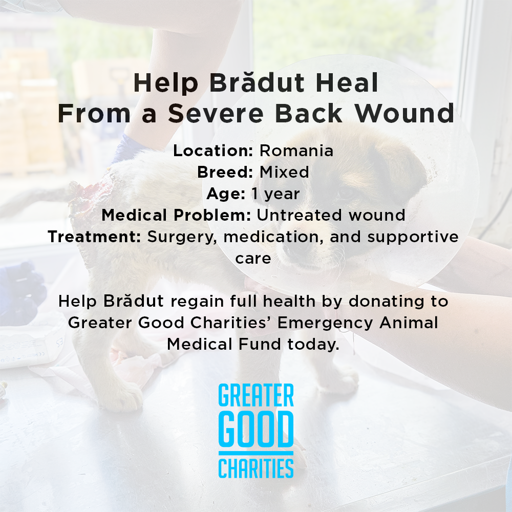 Help Brăduț Heal from a Severe Back Wound