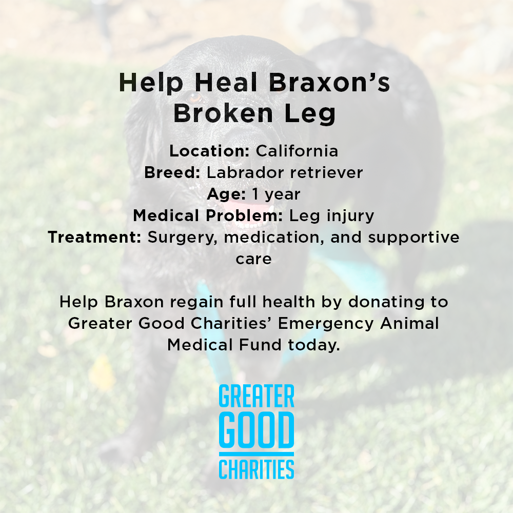 Funded: Braxon Was Found on Side of Road with Shattered Leg, Help Him Heal