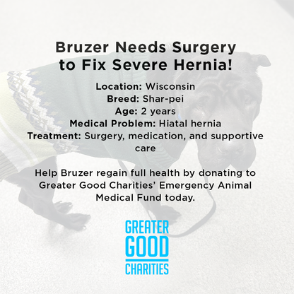 Bruzer Needs Surgery to Fix Severe Hernia