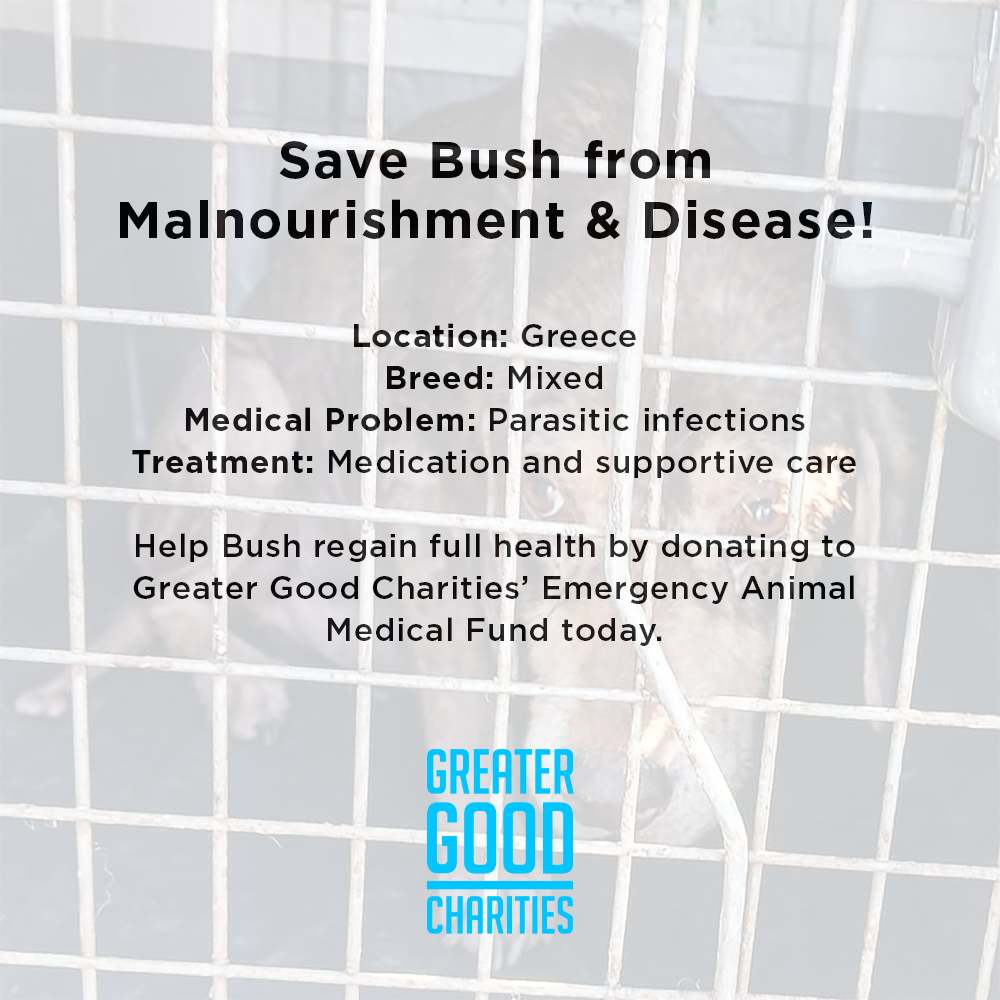 Funded: Save Bush from Malnourishment & Disease Before It's Too Late