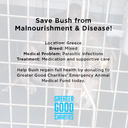 Funded: Save Bush from Malnourishment & Disease Before It's Too Late