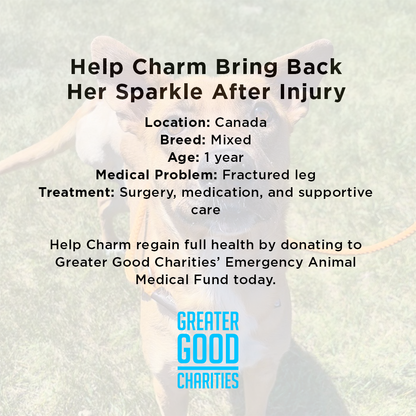 Funded: Emaciated Mama Dog with Broken Leg Needs Your Support to Walk Again