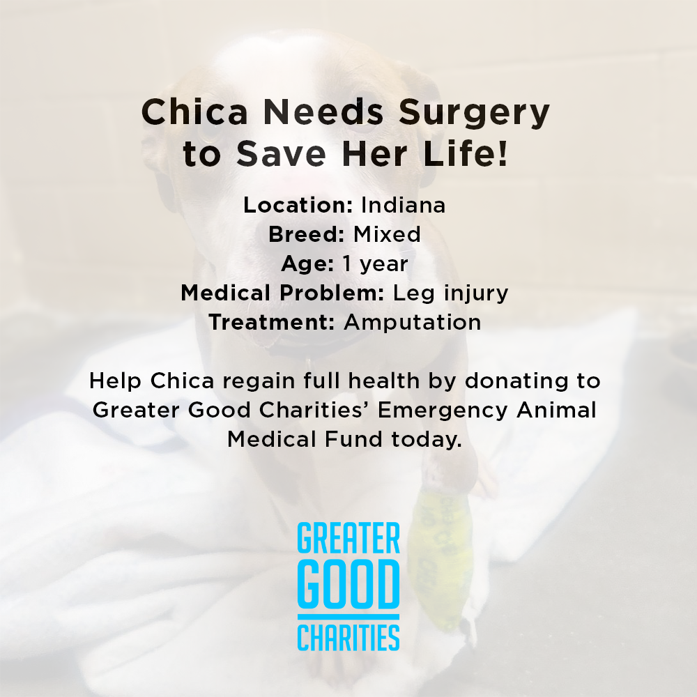 Change Chica’s Life with Critical Surgery