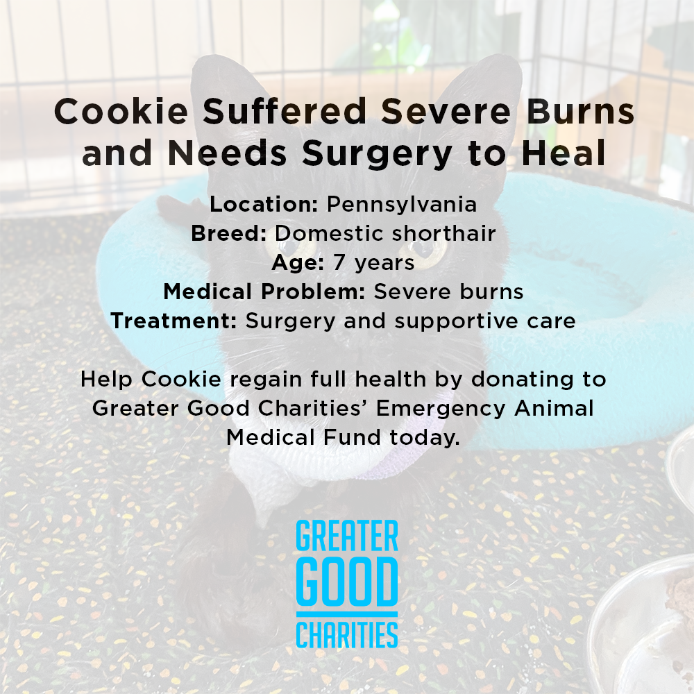 Funded: Cookie Suffered Severe Burns and Needs Surgery to Heal