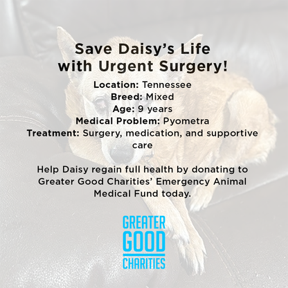 Save Daisy’s Life with Urgent Surgery