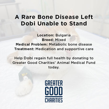 Dobi Unable to Stand Due to Rare Bone Disease