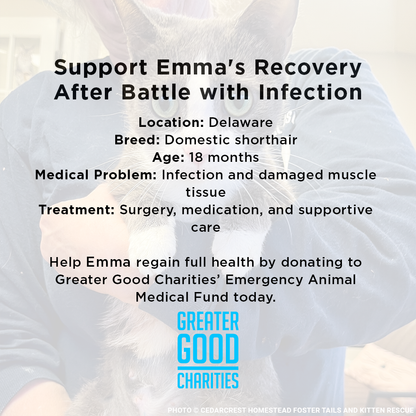 Help Emma Heal After Losing Kittens & Battle Severe Infection