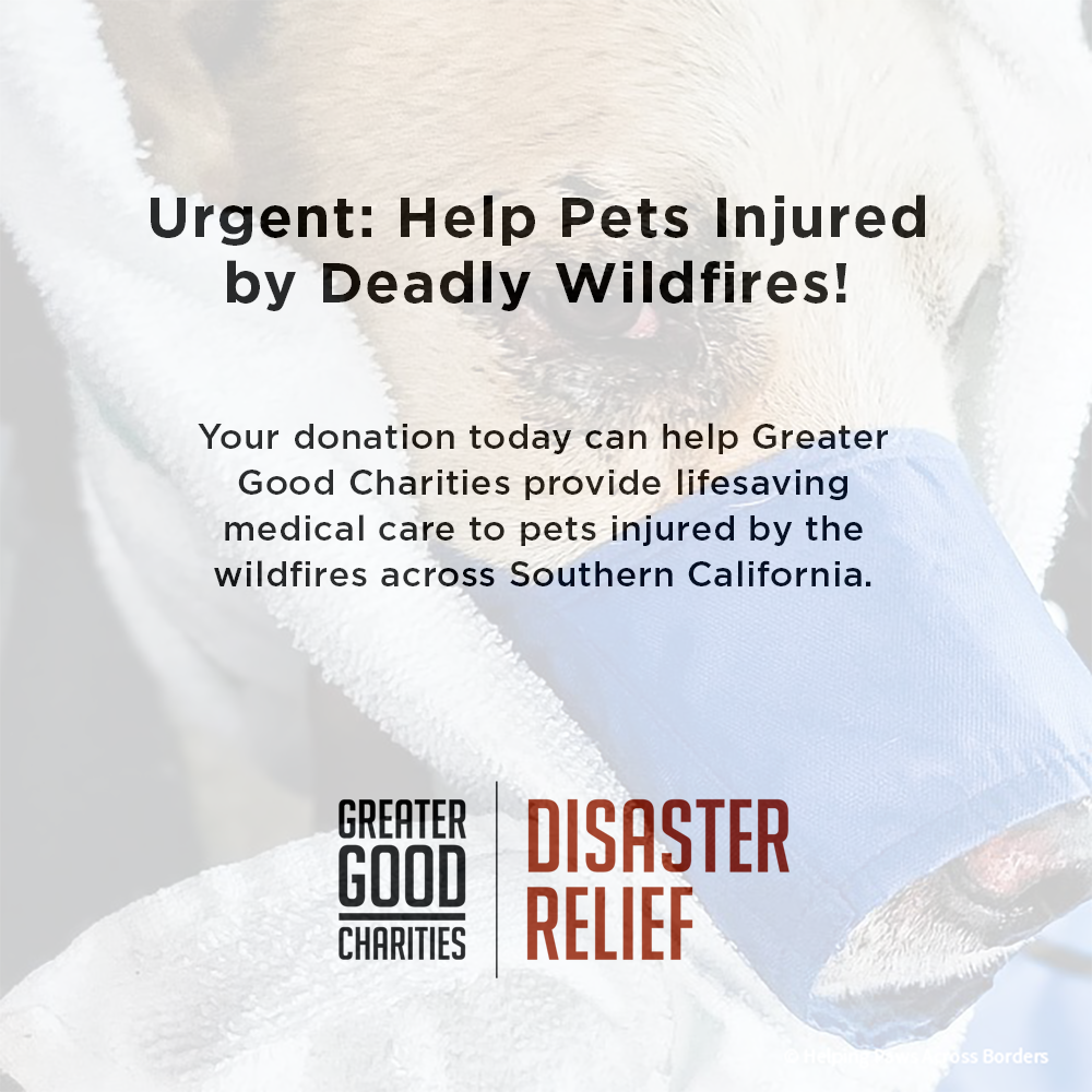 Urgent: Provide Emergency Medical Care to Pets Injured by Deadly Wildfires