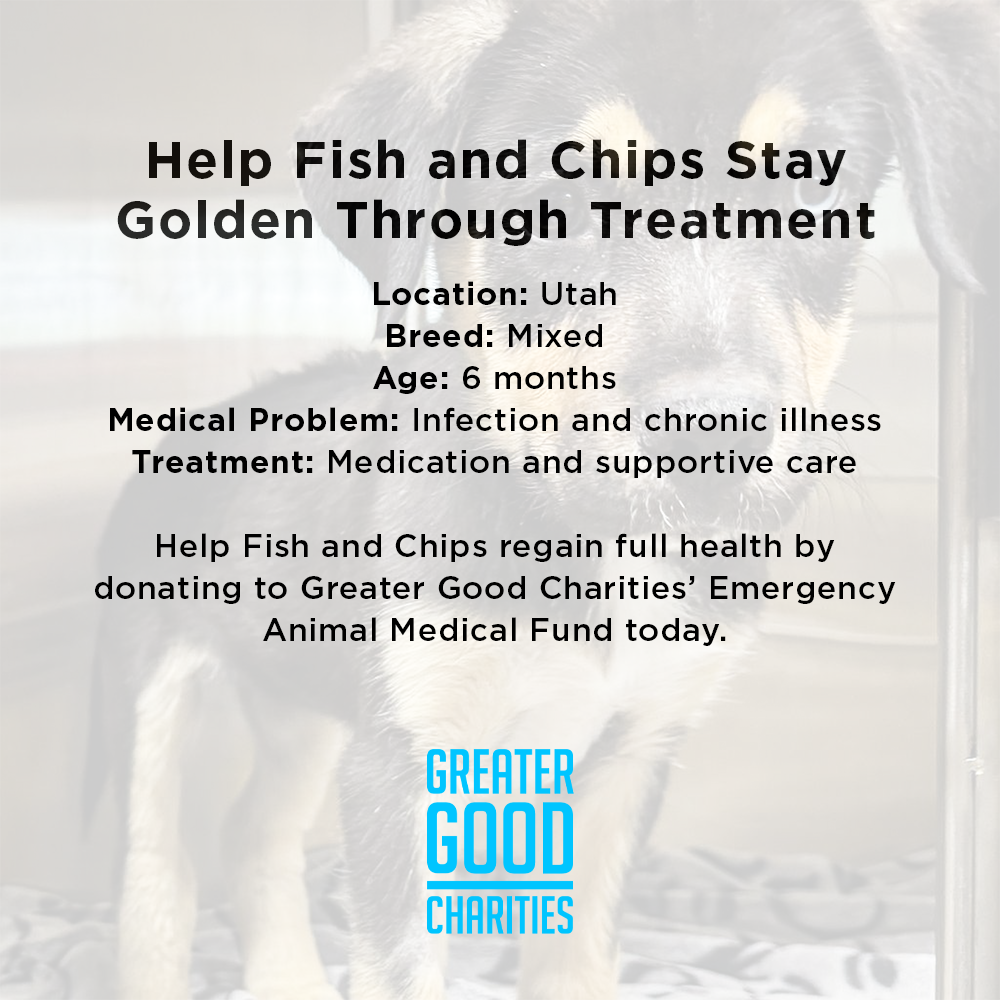 Funded: Sick Puppies Abandoned at Gas Station Need Your Help to Heal