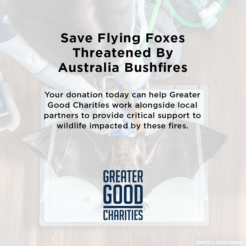 Funded: Save Flying Foxes Threatened By Australia Bushfires
