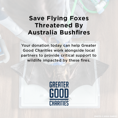 Funded: Save Flying Foxes Threatened By Australia Bushfires