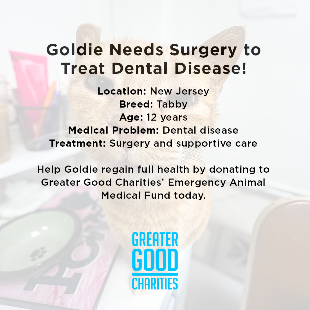 Goldie Needs Surgery to Treat Dental Disease