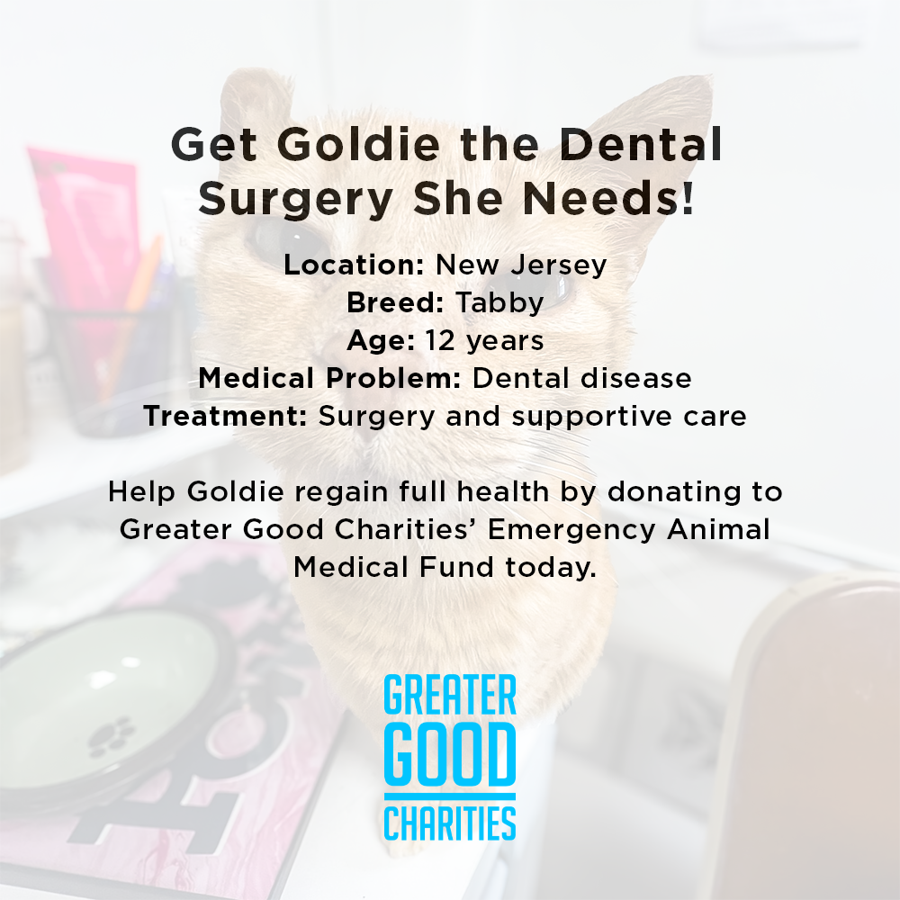 Get Goldie the Dental Surgery She Needs