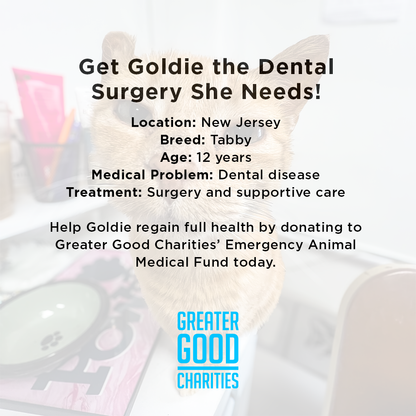 Get Goldie the Dental Surgery She Needs