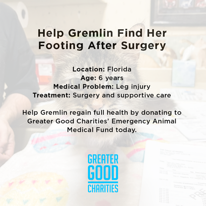 Funded: Cat Caught in Rusty Trap Needs Your Support to Walk Without Pain