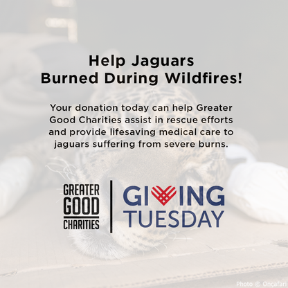 GivingTuesday: Help Jaguars Burned During Wildfires