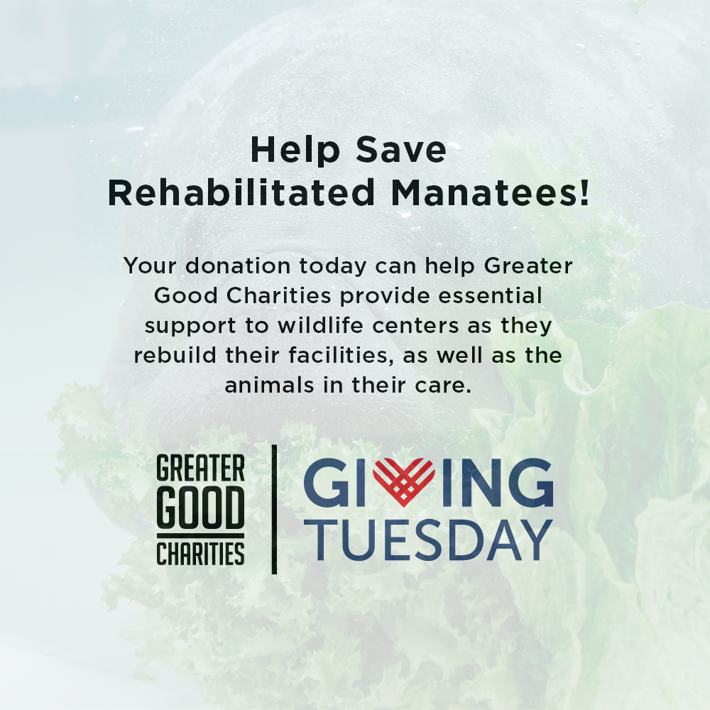 GivingTuesday: Help Save Rehabilitated Manatees