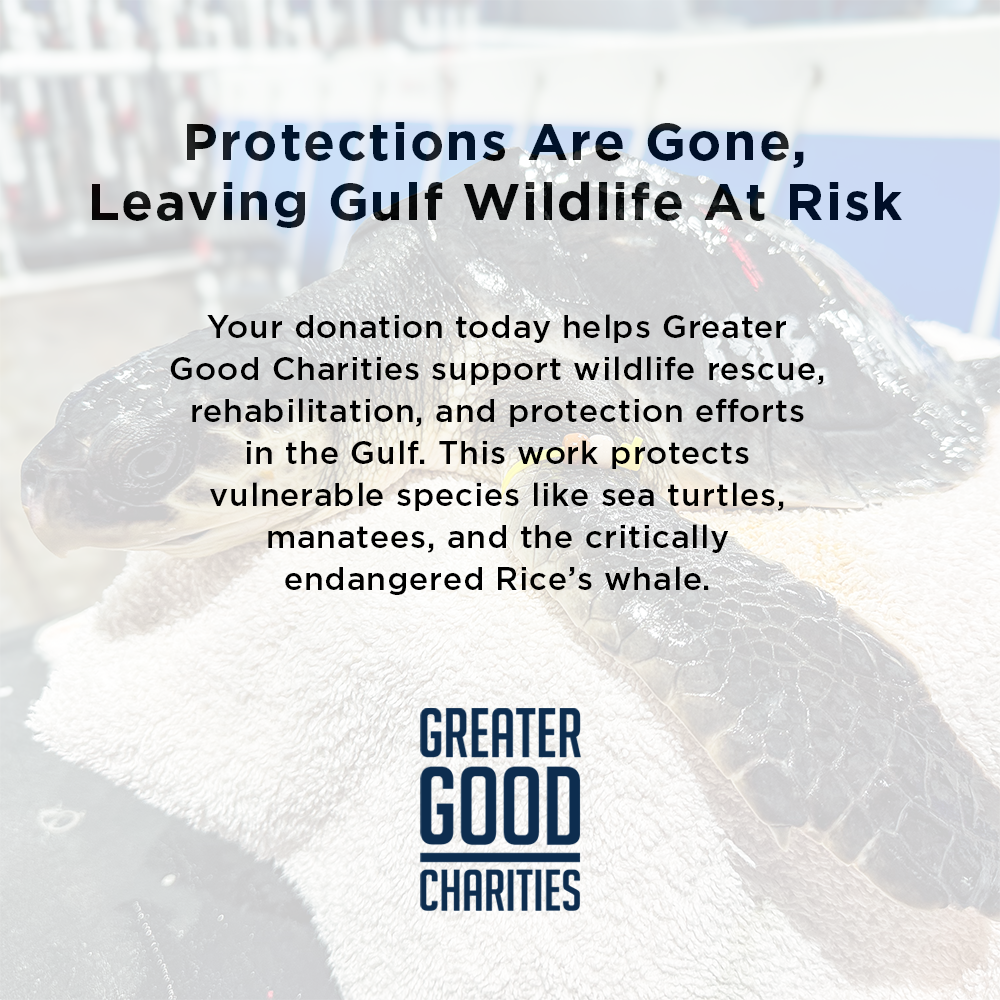 Federal Protections Gutted, Critically Endangered Species At Risk