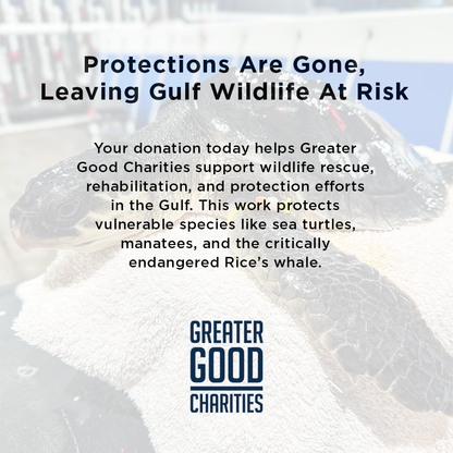 Federal Protections Gutted, Critically Endangered Species At Risk