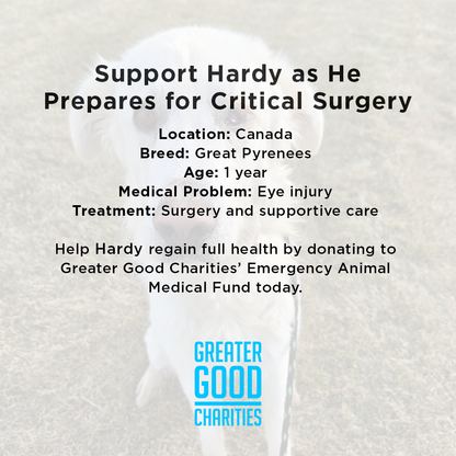 Starving Hardy with Severely Injured Eye Needs Critical Surgery