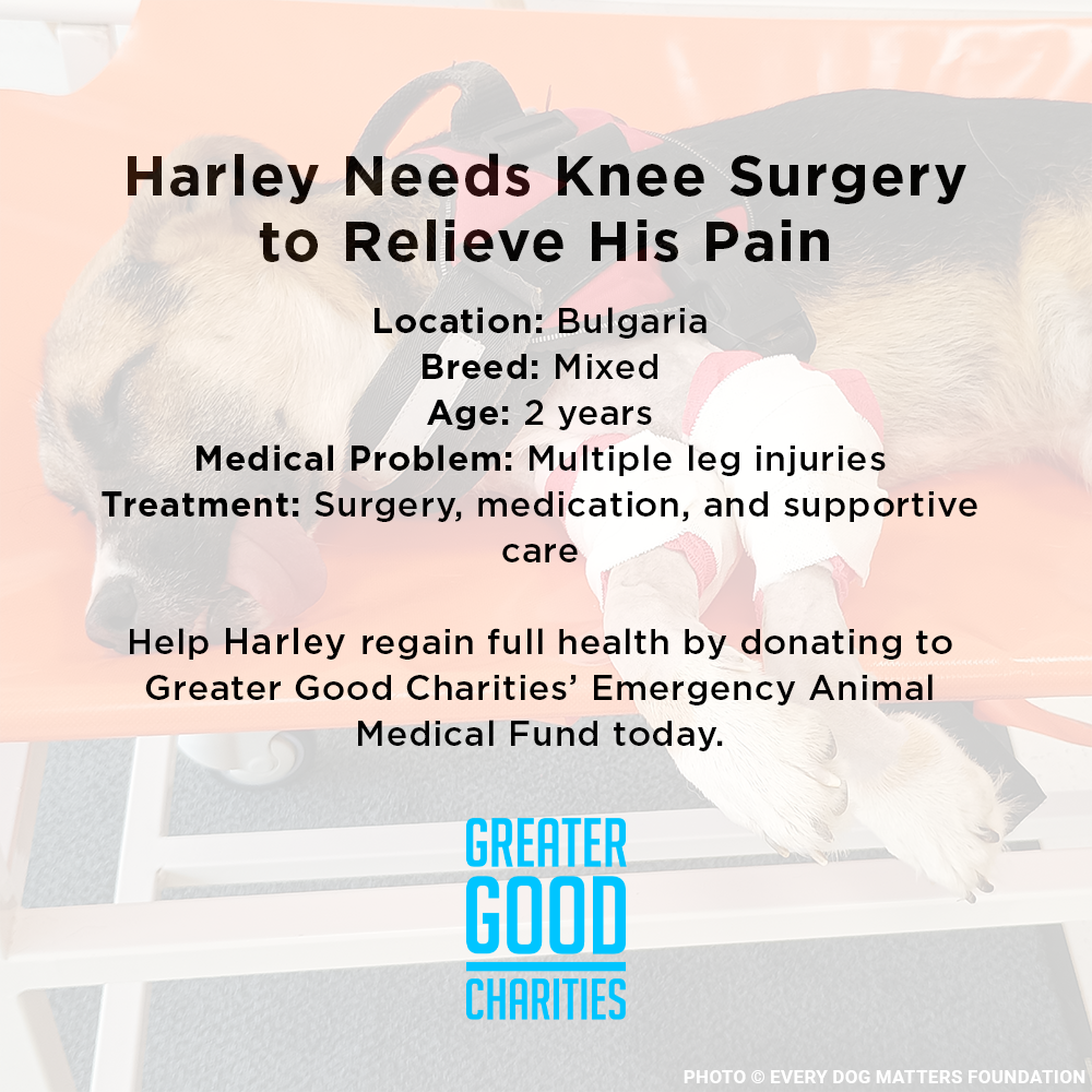Harley Needs Knee Surgery to Walk Without Pain