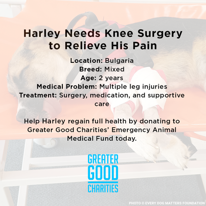 Harley Needs Knee Surgery to Walk Without Pain