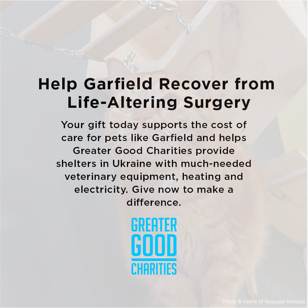 Funded: Help Garfield Recover from Life-Altering Surgery