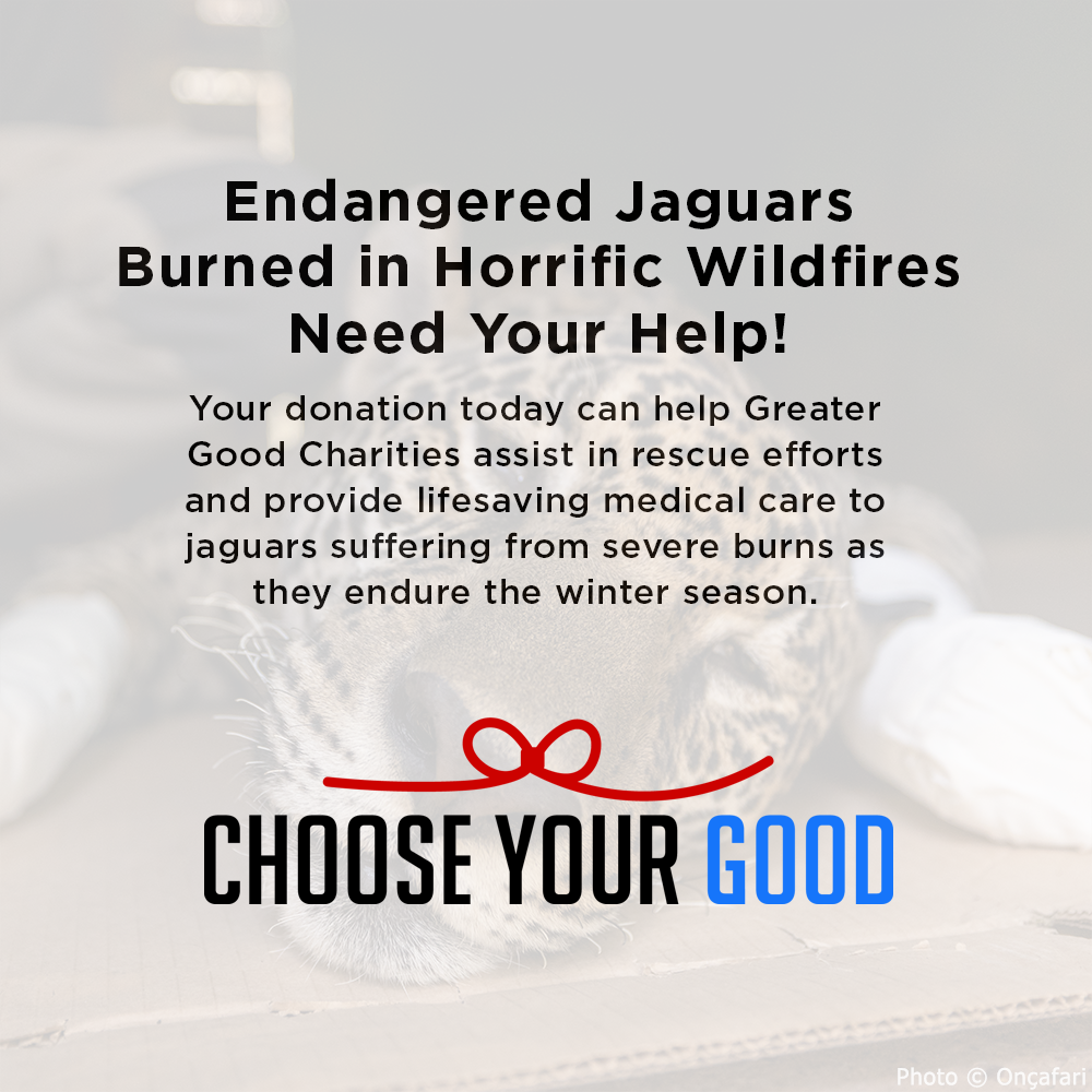 Endangered Jaguars Burned in Horrific Wildfires Need Your Help this Holiday Season