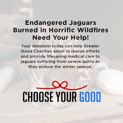 Endangered Jaguars Burned in Horrific Wildfires Need Your Help this Holiday Season