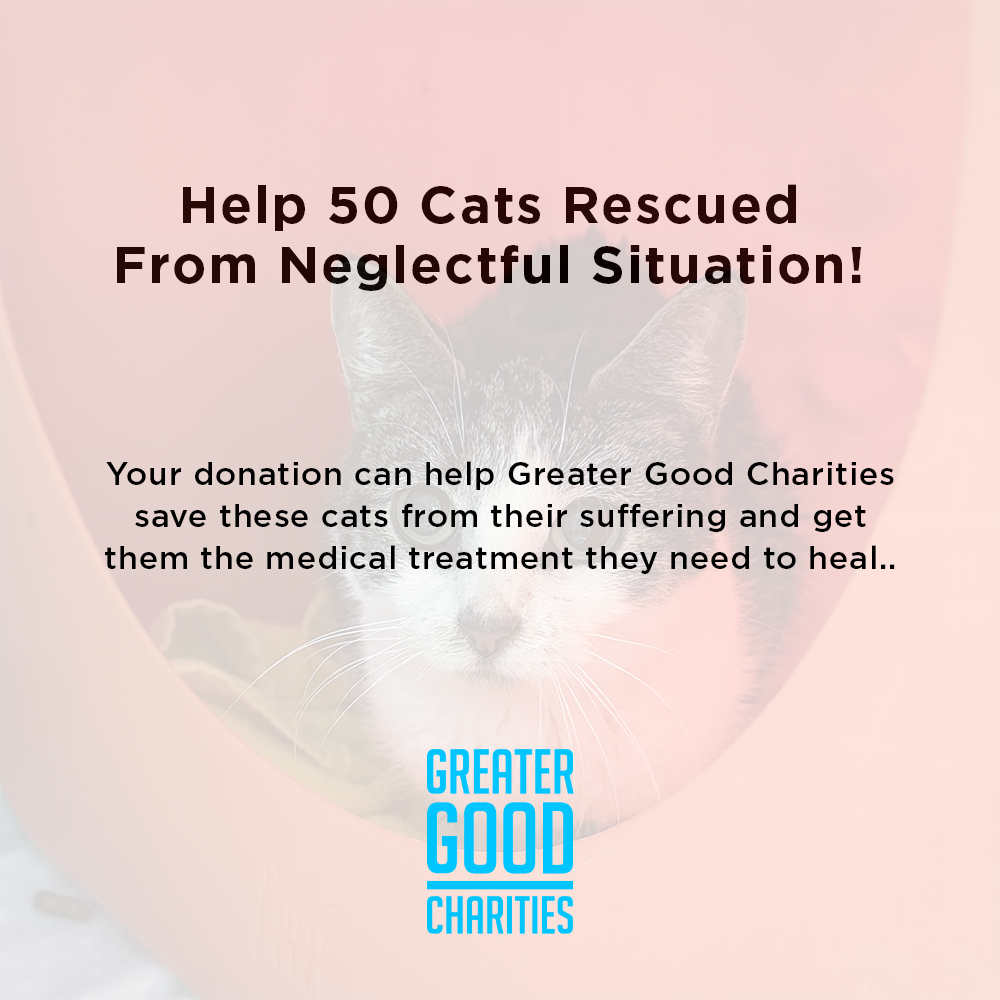 Help 50 Cats Rescued From Neglectful Situation