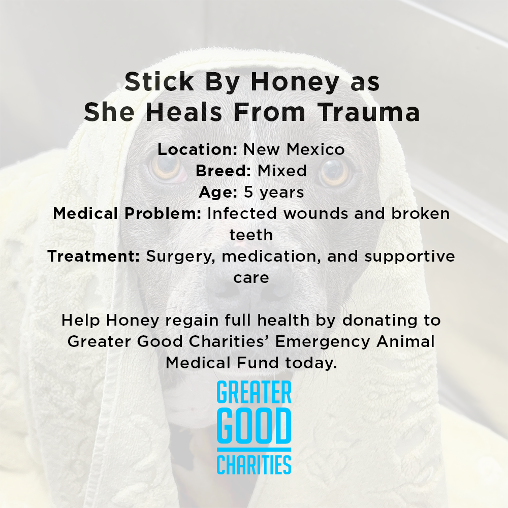 Funded: Help Suspected Bait Dog Covered in Severe Wounds Heal