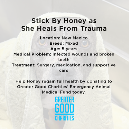 Funded: Help Suspected Bait Dog Covered in Severe Wounds Heal