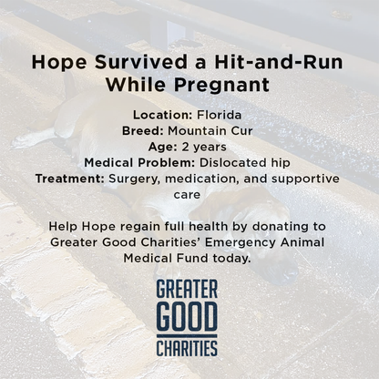 Pregnant Hope Was Struck by Car, Help Her Heal